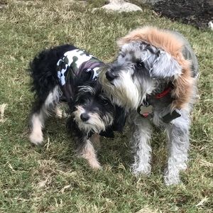 Meet your Posher, Bessie